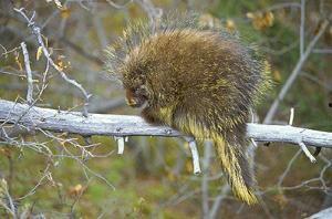 豪猪最新爆料3.0 第2张 豪猪最新爆料3.0 第2张